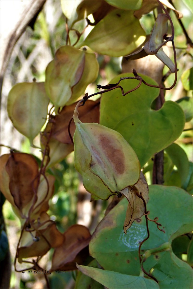 Graines du Dioscorea pteropoda (IUCN, VU) #Dioscoreaceae #Dioscoreales, ignames endémiques dans le Nord #Madagascar @Darwin_Defra  @TeamKMCC