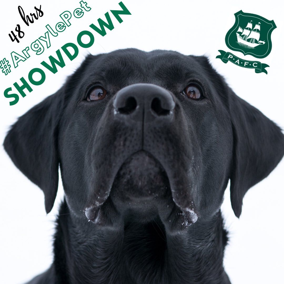 48hr  #ArgylePet ShowdownWe want to create some smiles for anyone feeling lonely at this time. Send or tag us in a photo/video of your pet and something to do with Plymouth Argyle and/or football using the hashtag  #ArgylePet(1/2)