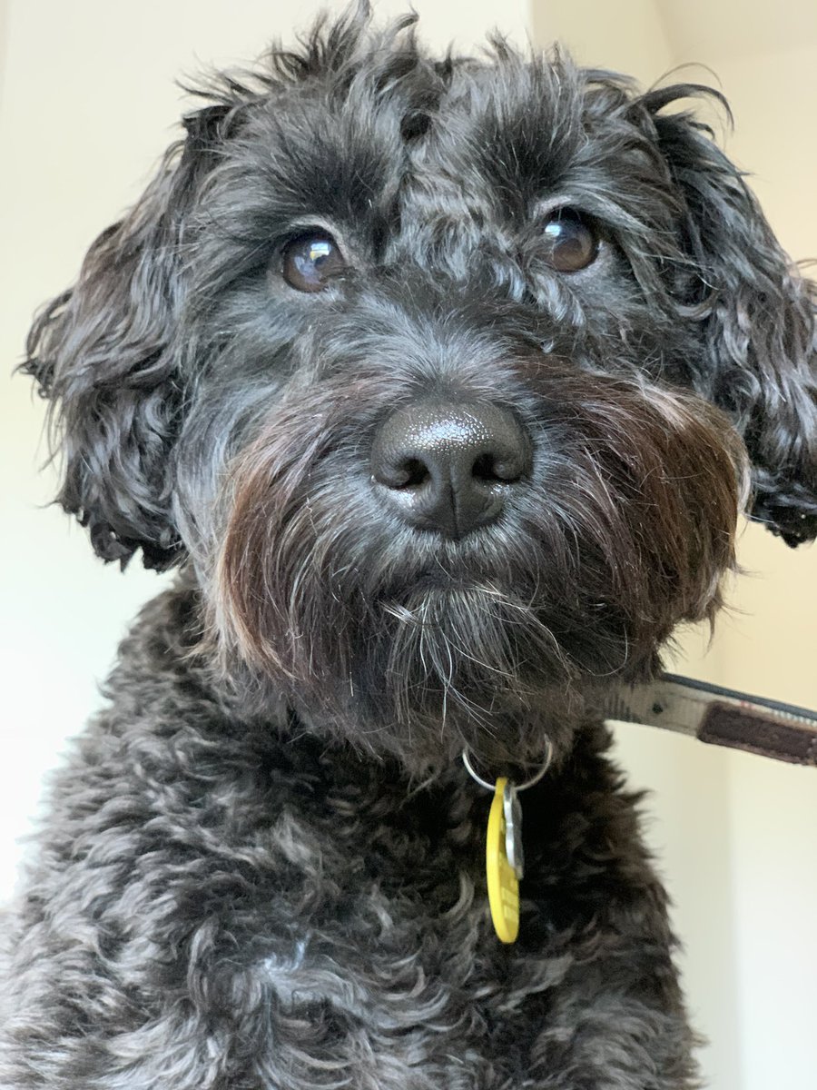 AmyLRumble's tweet photo. New WFH HEADSHOT! Very serious & professional. Has been studying several chambers websites to master this look... #PLPpets #WFH #wellbeingatthebar https://t.co/Fbt16rqfTb