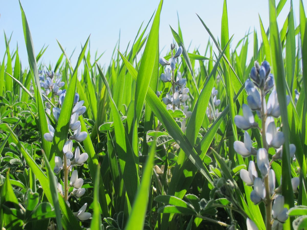 #Intercropping #lupin with another crop can help overcoming two common issues in lupin sole crops: #weeds and yield varibility. Read our new practise abstract!
zenodo.org/record/3741487. I'm happy to answer any question on this topic!