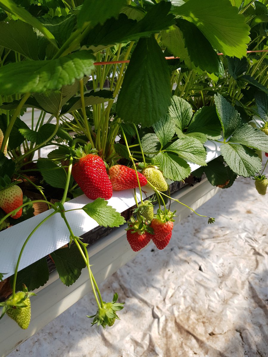 colbeggie's tweet photo. Everyday we have more fruit ripening and getting ready to be picked... this means only one thing! The Scottish Strawberry season is almost here! 🍓🧑‍🌾😀 #softfruit #strawberry #scotland #nutrition #healthy #delicious https://t.co/8fan8dZHKx
