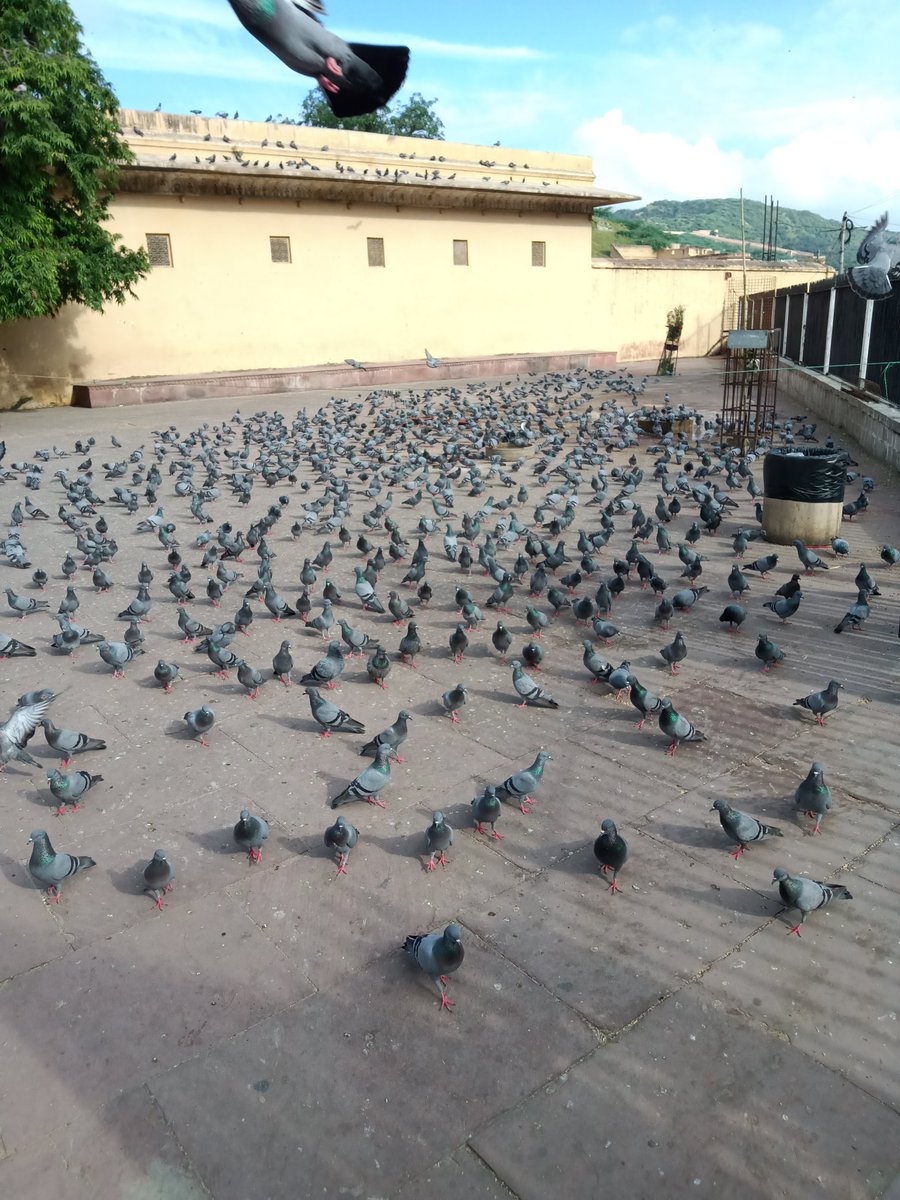 Infi_Jay's tweet photo. Nominated by @Kri_Te_Acharya 

#photography #ChallengeAccepted 

The day I took this pic was a special one for me.

#Jaipur #worldtourismday #Amerfort https://t.co/5T7NMmXCD3