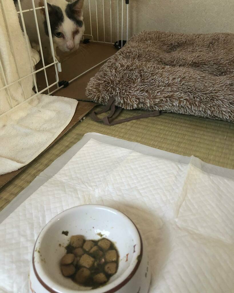 ぷちまま Pa Twitter オーちゃんと同じご飯に移行中 フードだけ残すももじ 猫 生食 ももじろう T Co Fbbmo2g3hk