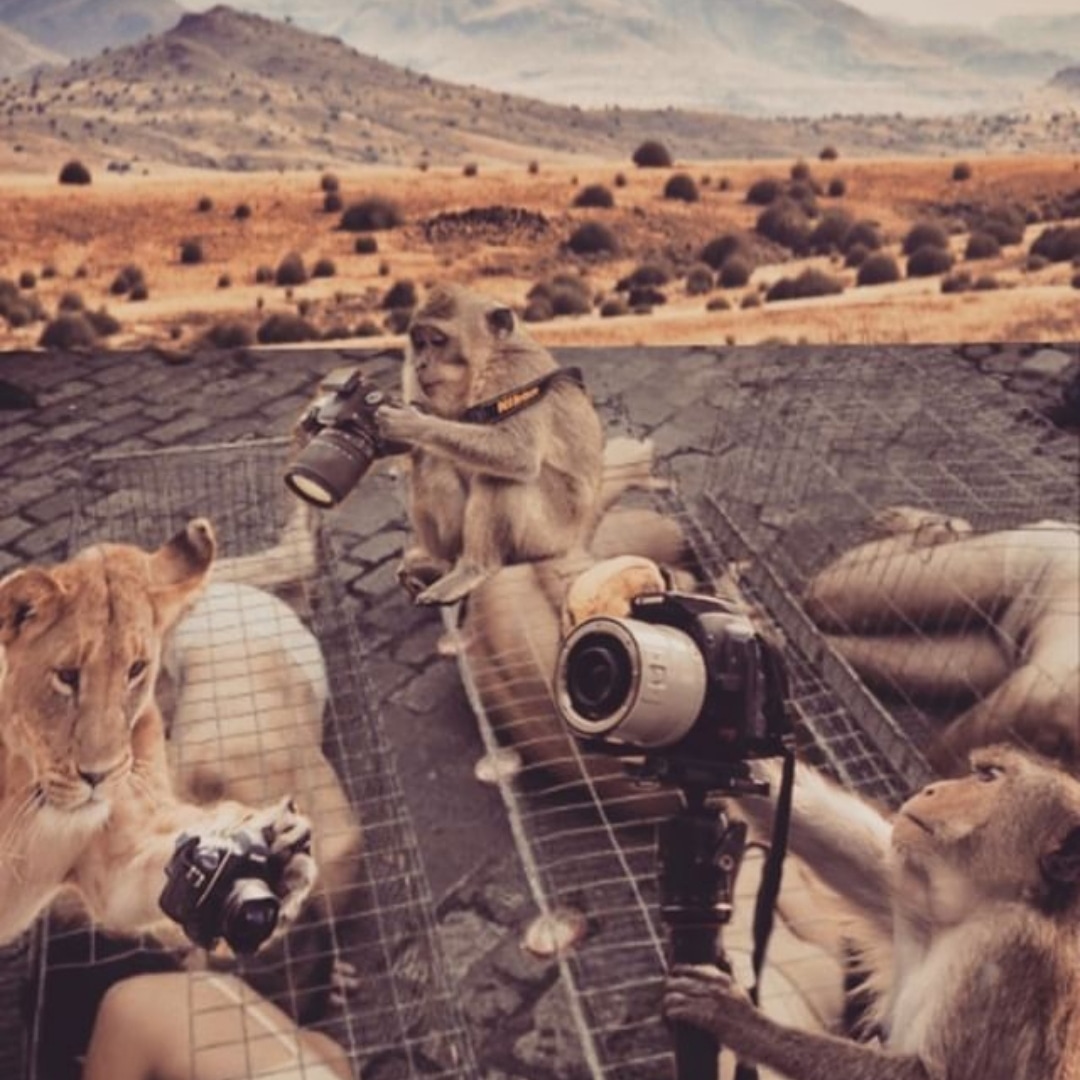 0n_more's tweet photo. Animality #animals #animality #humanity #respect #wild #wildfotografie #think #thinkaboutit #ok #zoo #circus #safari #humansafari #photography #monkey #lion #cage #picture #tour #humantour https://t.co/67akW7NzMT