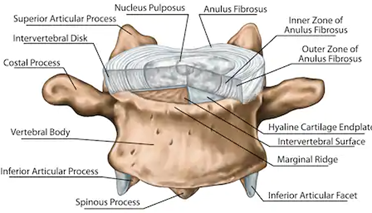 In this thread, I want to propose that the anatomy of failure is the end-plate (EP), rather than the annulus fibrosus (AF). Hopefully, this might add some clinical value and a proposed explanation as to why some patients do worse in the long-term following a disc herniation.