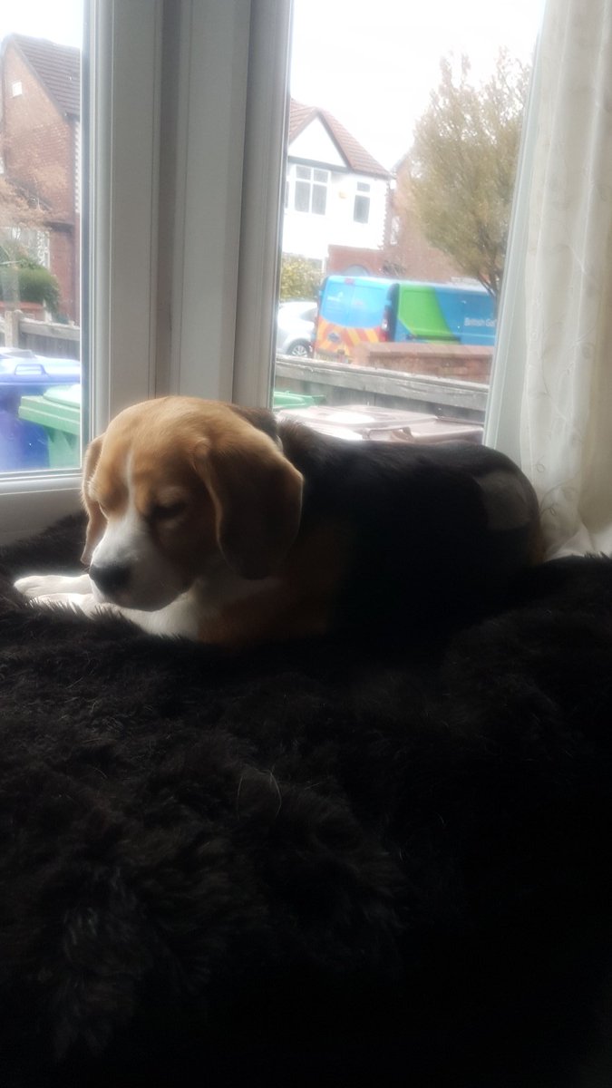 My beagle Myrtle has been missing since yesterday around 6pm. She was out on a walk &amp; disappeared. She often runs off but always returns. She is microchipped but she has epilepsy &amp; has missed 2 doses of medication. Last seen on Chorlton Meadows on the Riverbank. Pls RT or DM info