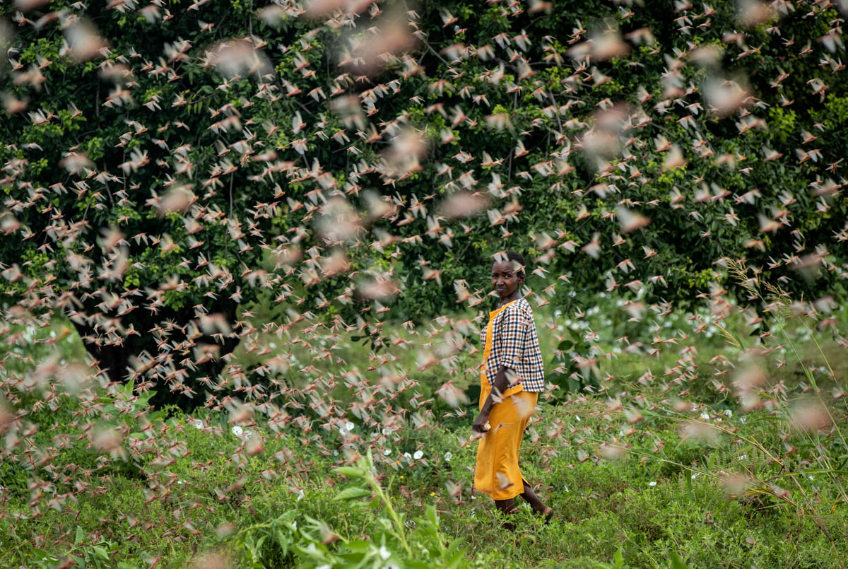 mkulimayoung's tweet photo. It is crucial to assist small-scale farmers that were already struggling prior to the #COVID19 pandemic due to locusts, but it is important to continuously assess the impact of the pandemic on established farmers to ensure that national food security is maintained at all times. https://t.co/YjcrhhHBK8