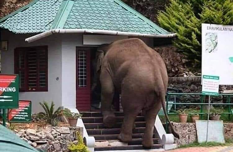 Knock Knock !! Anyone here.. 😂 A scene from Munnar,Kerala where an elephant trying to enter the forest department office.#Kerala #keralatourism #godsowncounty #Munnar #India