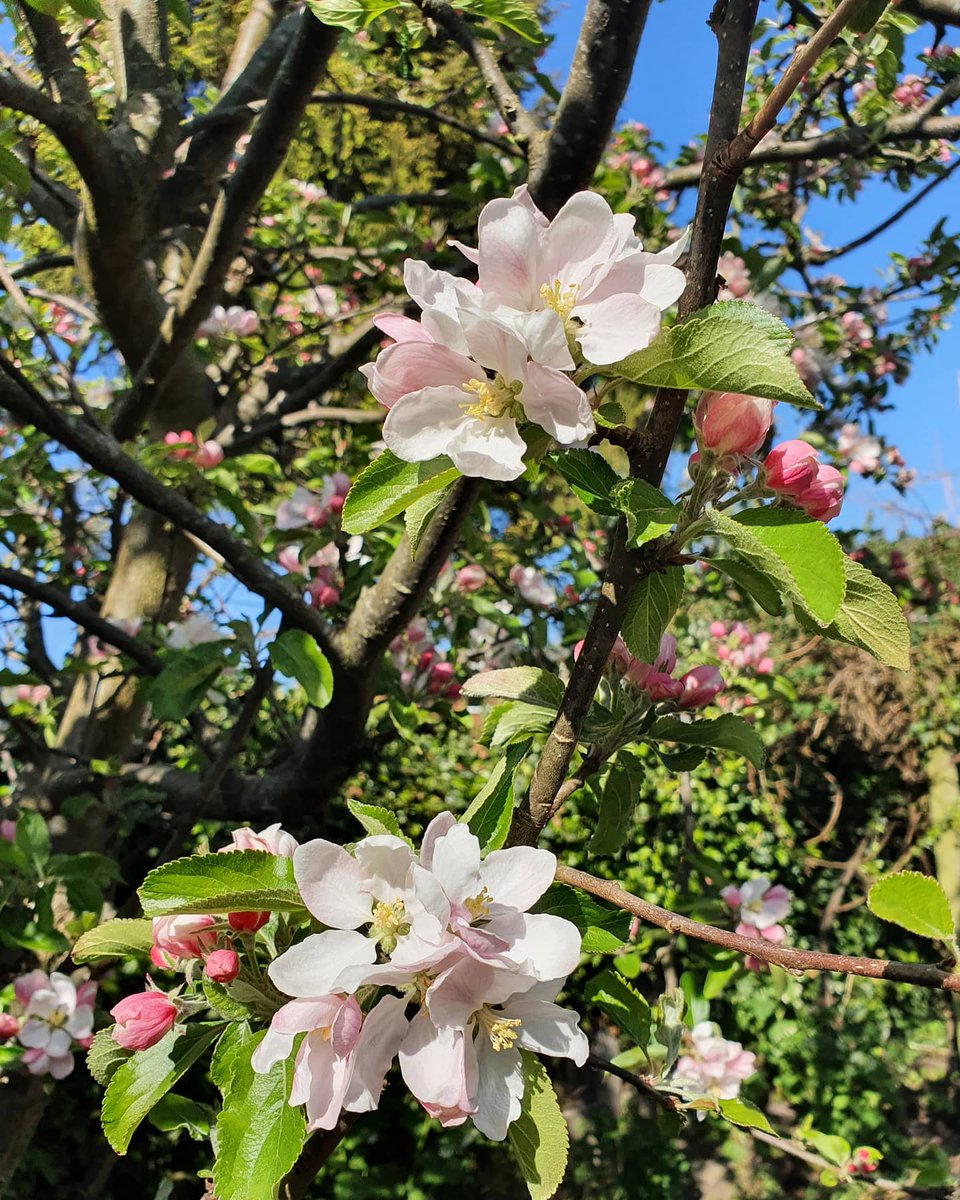 The beautiful spring came; and when Nature resumes her loveliness, the human soul is apt to revive also - Harriet Ann Jacobs 🌳🌸 #TuesdayThoughts #tuesdayvibes #tuesdaymood #harrietannjacobs #Apple #Blossom #springtime #StaySafe