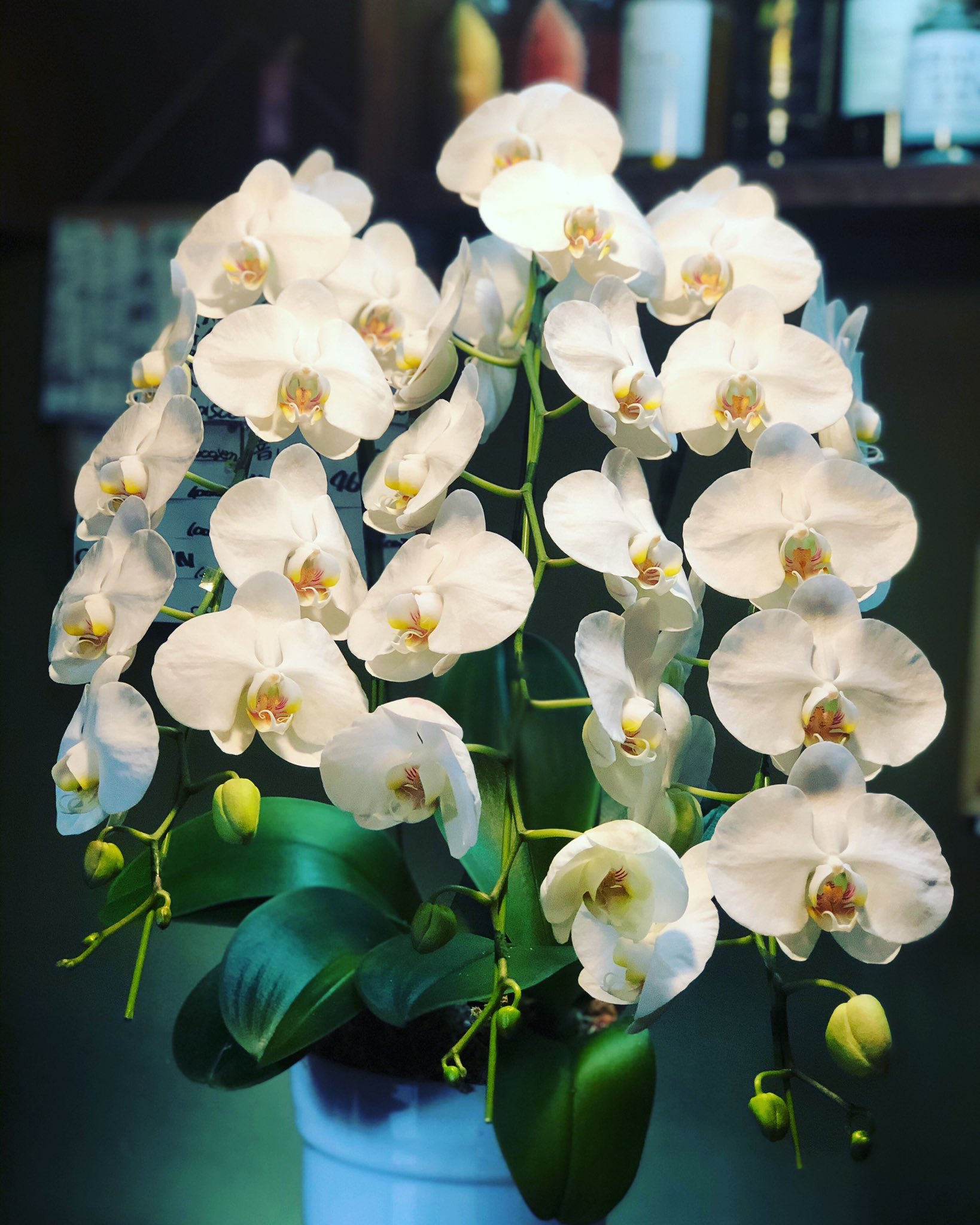 近所のお花屋さん Twitter Search Twitter