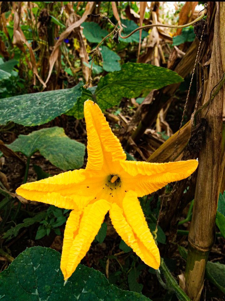 TotokaMgilane's tweet photo. #morning in the garden π» pumpkin loading #GardensHour #Homeland #texturephotography #contrast #fonesnaps #fonephotography https://t.co/UzaOLW0MBg