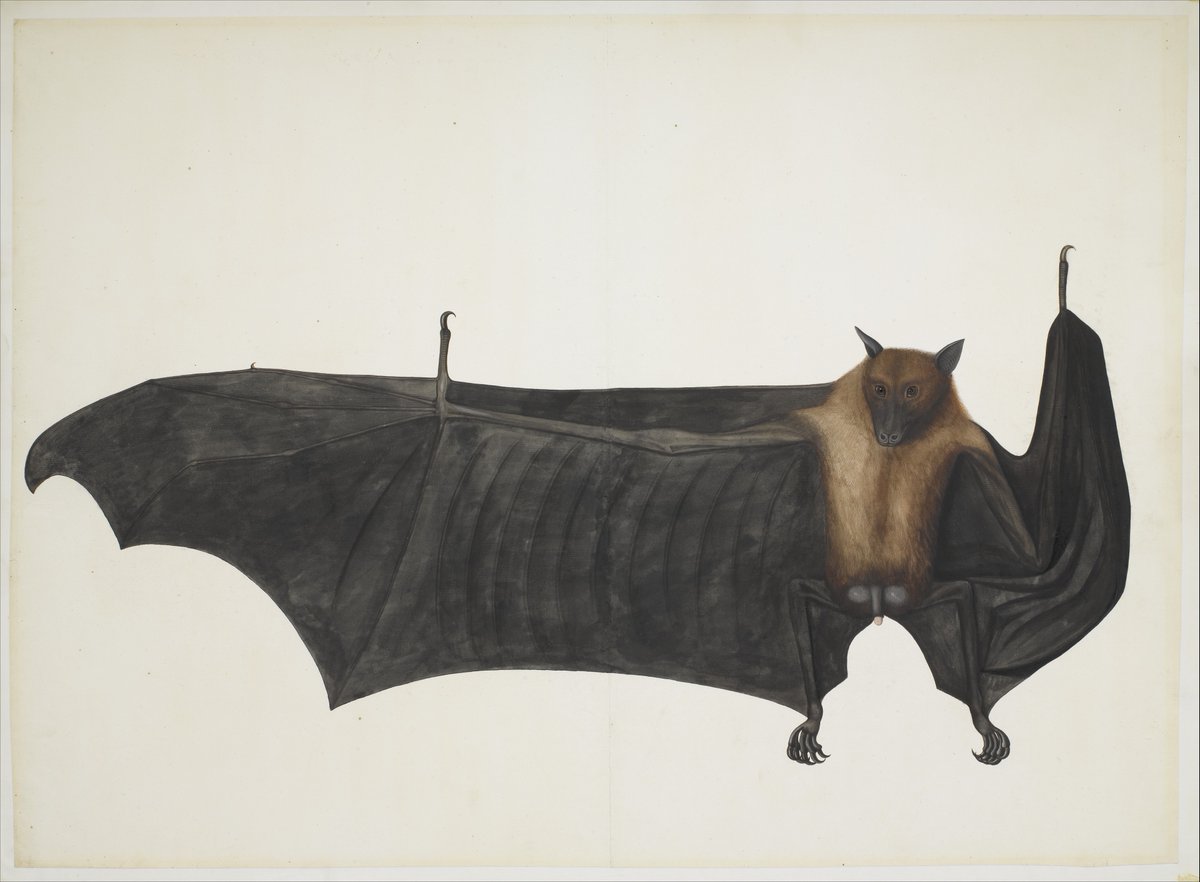 29. Coronavirus is believed to have originated in bats, but this one seems to be blaming someone else. This vividly characterful watercolour was made in India c. 1780, and can be found in the  @metmuseum in New York.