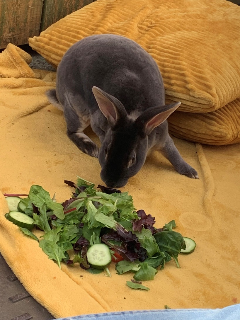 OlqopPrimary's tweet photo. Grace has designed a luxury hutch for Miss Mitchell's rabbits, Lola, Bugsy and Rosie. #architectinthemaking #createdtoflourish #stayhomestaysafe https://t.co/m1m7nGzLd5
