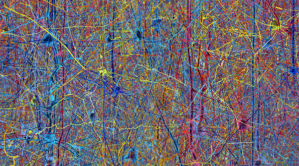HumanBrainProj's tweet photo. Neuroanatomy and Global Neuroscience

In an article for the journal Neuron, SP1-leader Javier de Felipe highlighted the importance of collaboration in understanding the brain.

Read more: https://t.co/Rilb52ju3A

#HBPHighlights https://t.co/IeABhjoeHy