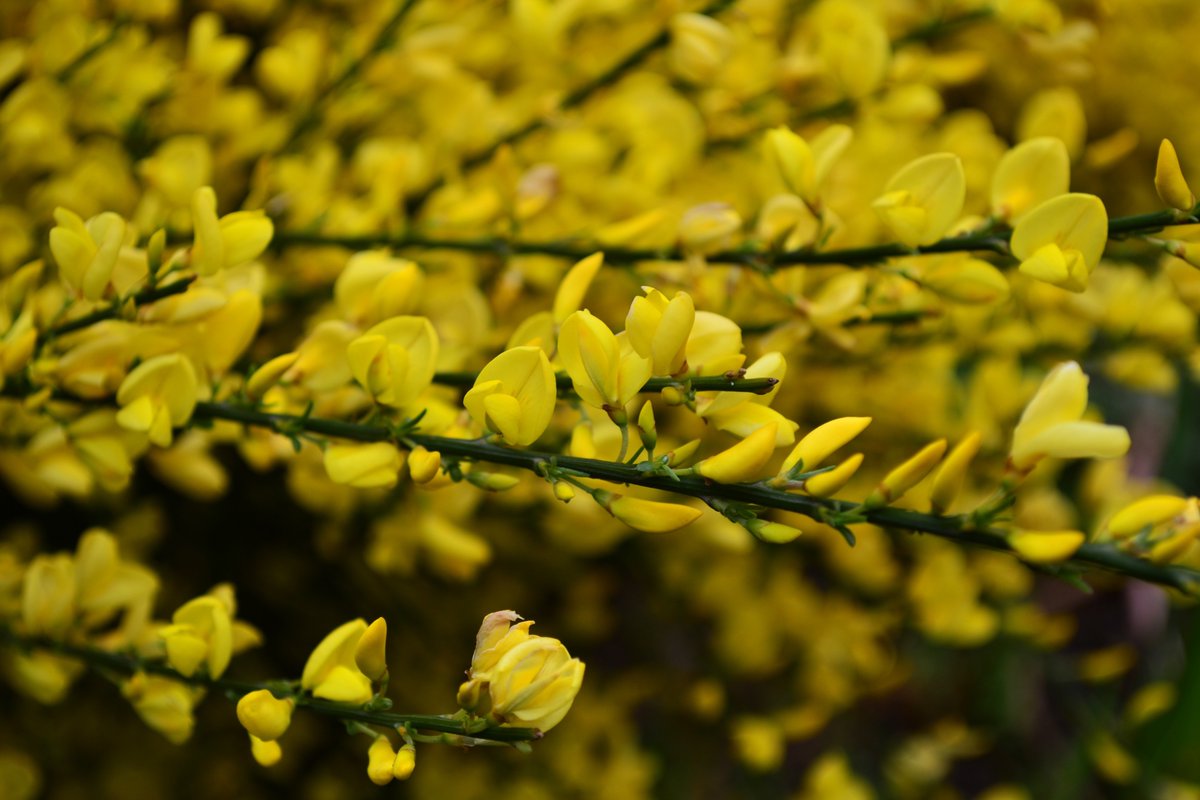 Hannah_Hannes's tweet photo. "To love and be loved is to feel the sun from both sides." 💛 Here's some sunshiny, yellow goodness for you all. Gorse, broom, and something I've not been able to identify. Anyone know?
#Nature #SpringNatureDiary #Flowers https://t.co/8j1pwBizm2