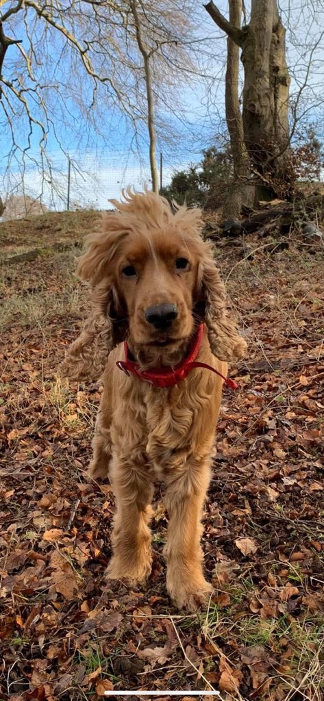 gersimone64's tweet photo. @TheKennelClubUK This is Sam ♥️, our beautiful Golden Cocker Spaniel boy. #TheKennelClubUKOnlineDogShow https://t.co/mKiNkvLnKP