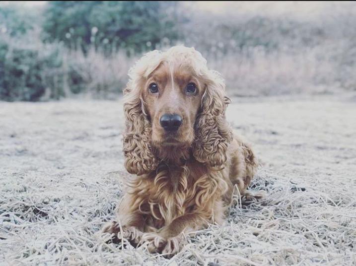 gersimone64's tweet photo. @TheKennelClubUK This is Sam ♥️, our beautiful Golden Cocker Spaniel boy. #TheKennelClubUKOnlineDogShow https://t.co/mKiNkvLnKP