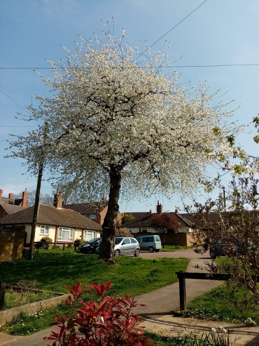 SaveStreetTrees's tweet photo. A #treehug from #Finedon today - thank u for sharing 💚 Catch the #cherry #blossom before it turns to confetti – mid-April is when they are at their peak. Have a beautiful #urbantree near you? Share via #BeauTREEful. #saveourstreettrees #streettrees #blossomwatch #northampton https://t.co/6MUukOnRQl