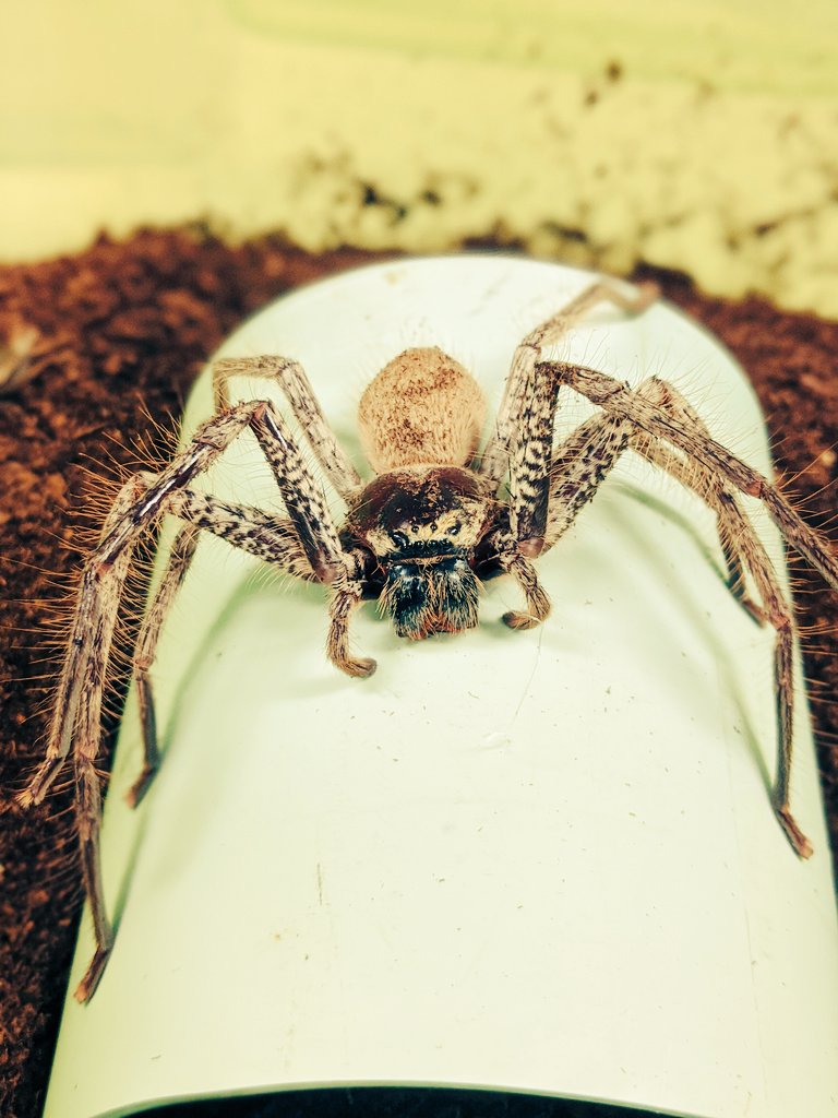 Just rehousing my beautiful Golden Huntsman spider today! This is  Australia's largest species of huntsman spider. She gives venom volumes to  rival a tarantula! Despite their speed, size and fearsome reputation -, image size:768x1024