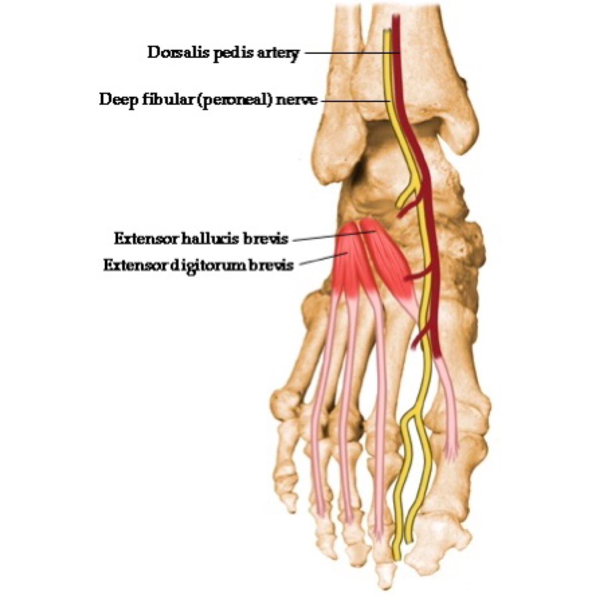 intrinsic extrinsic foot muscles