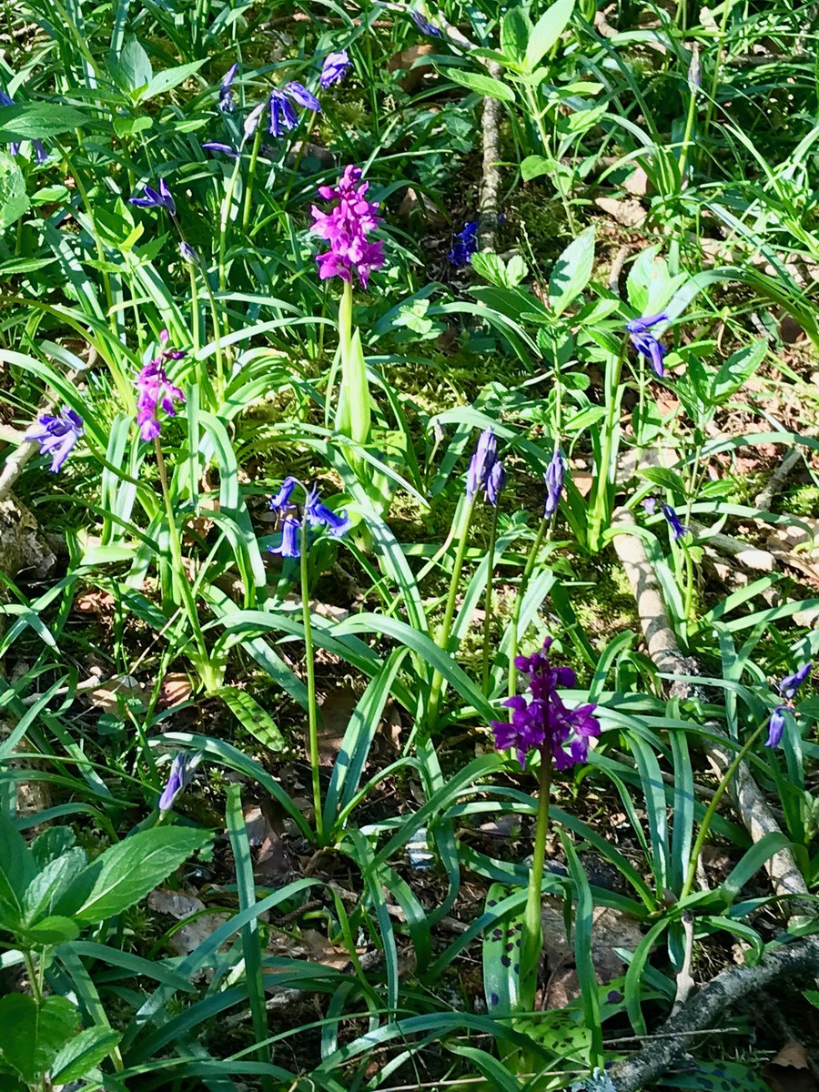 In the woods beyond Bepton Down SSSI there are a very few  tiny patches of Early Purple Orchids.  These are so rare now.  Perhaps the SDNP could protect them from being uprooted by Cowdray clear felling? When gone they will never come back.