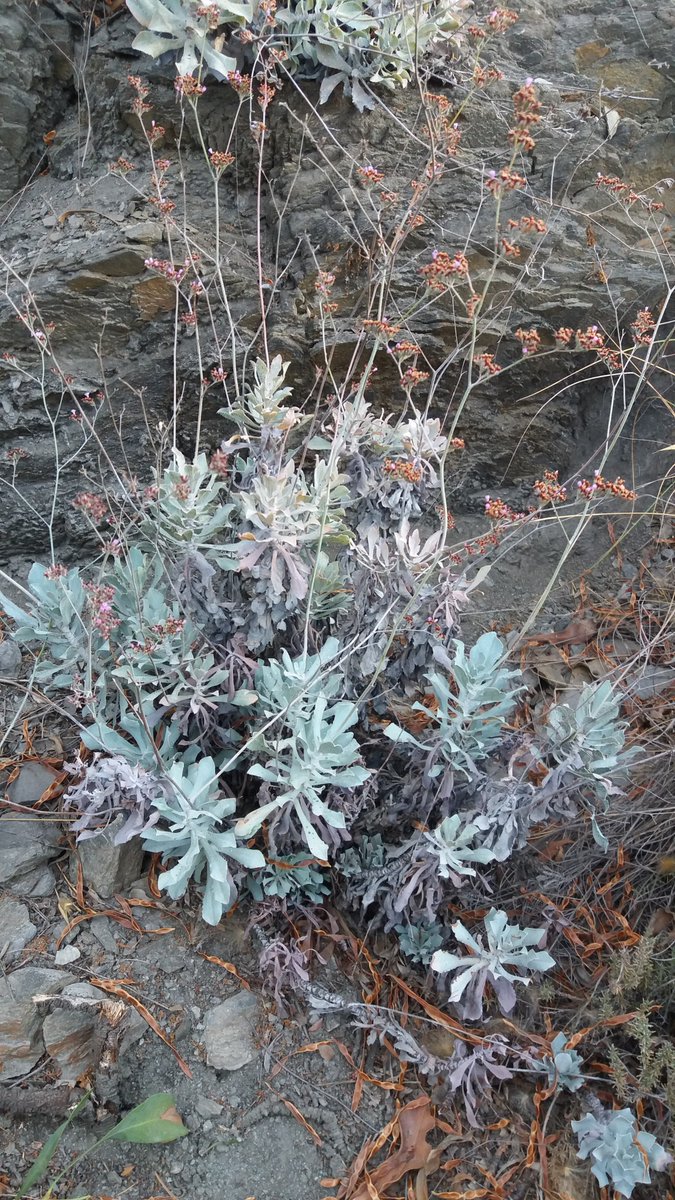 El #plandedunas continúa el seguimiento de especies con gran valor de conservación, como Carduus myriacanthus e Hymenostemma pseudoanthemis, en la provincia de Cádiz, o Limonium estevei en la de Almería, cuyas poblaciones ya fueron objeto de refuerzo en el marco de #lifeconhabit