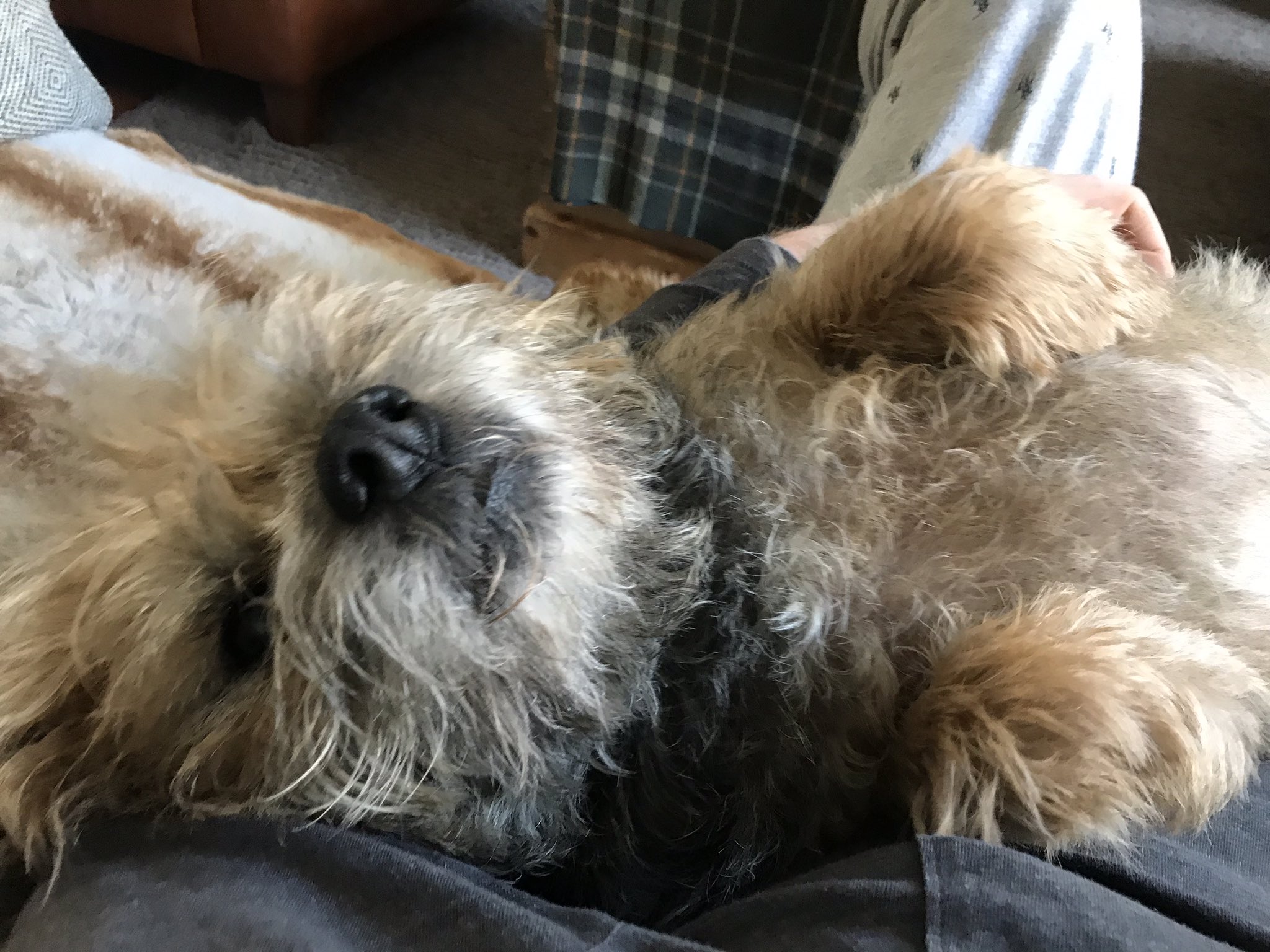  Happy birthday from our Ewok and Wookie love child Seamus Heaney 