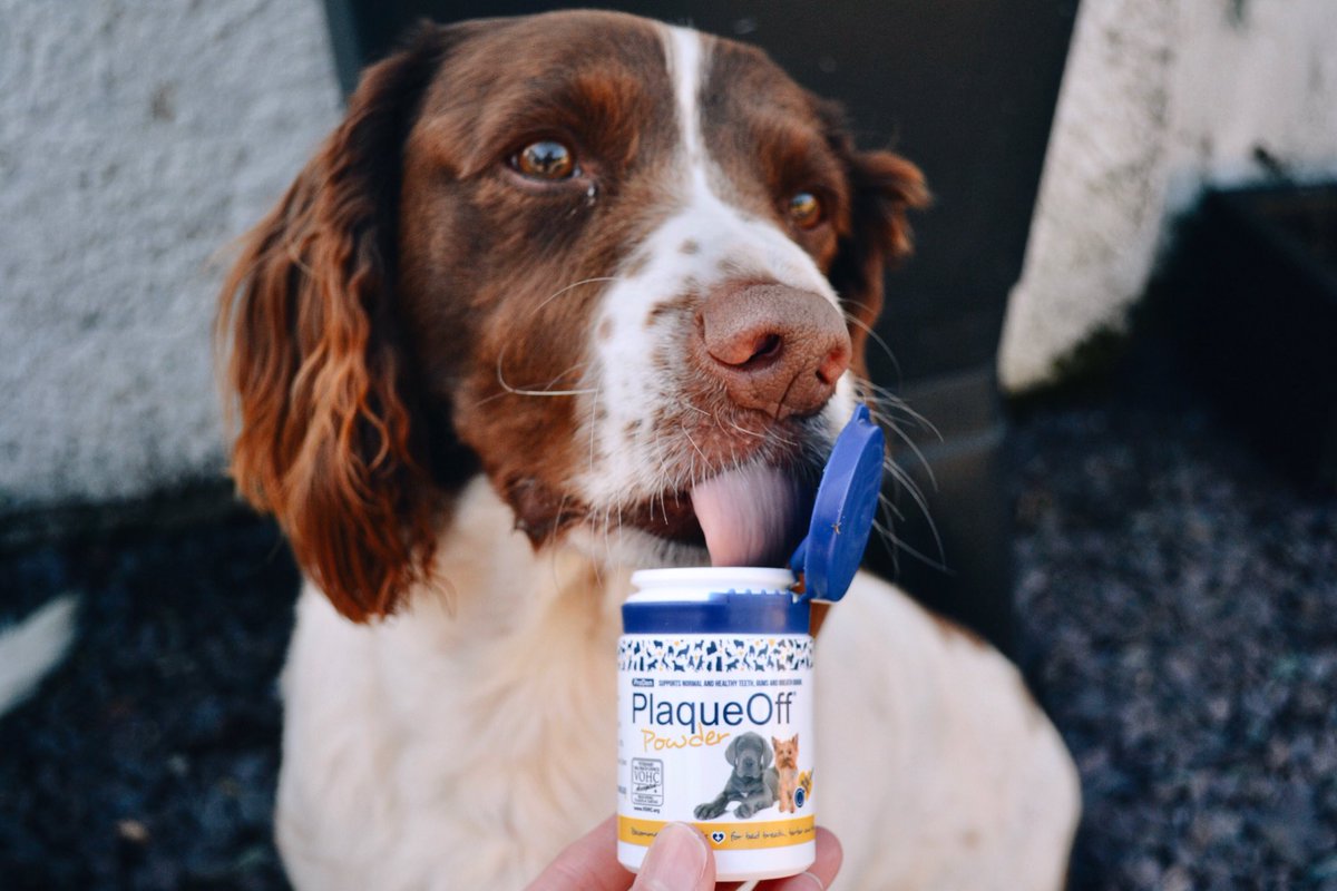 swedencareuk's tweet photo. Happy Tongue Out Tuesday everyone 🦷✨ #PlaqueOff #PlaqueOffPowder #Plaque #Tartar #BadBreath #SpringerSpaniel #TongueOutTuesday #TOT https://t.co/W7N9eQVBFs
