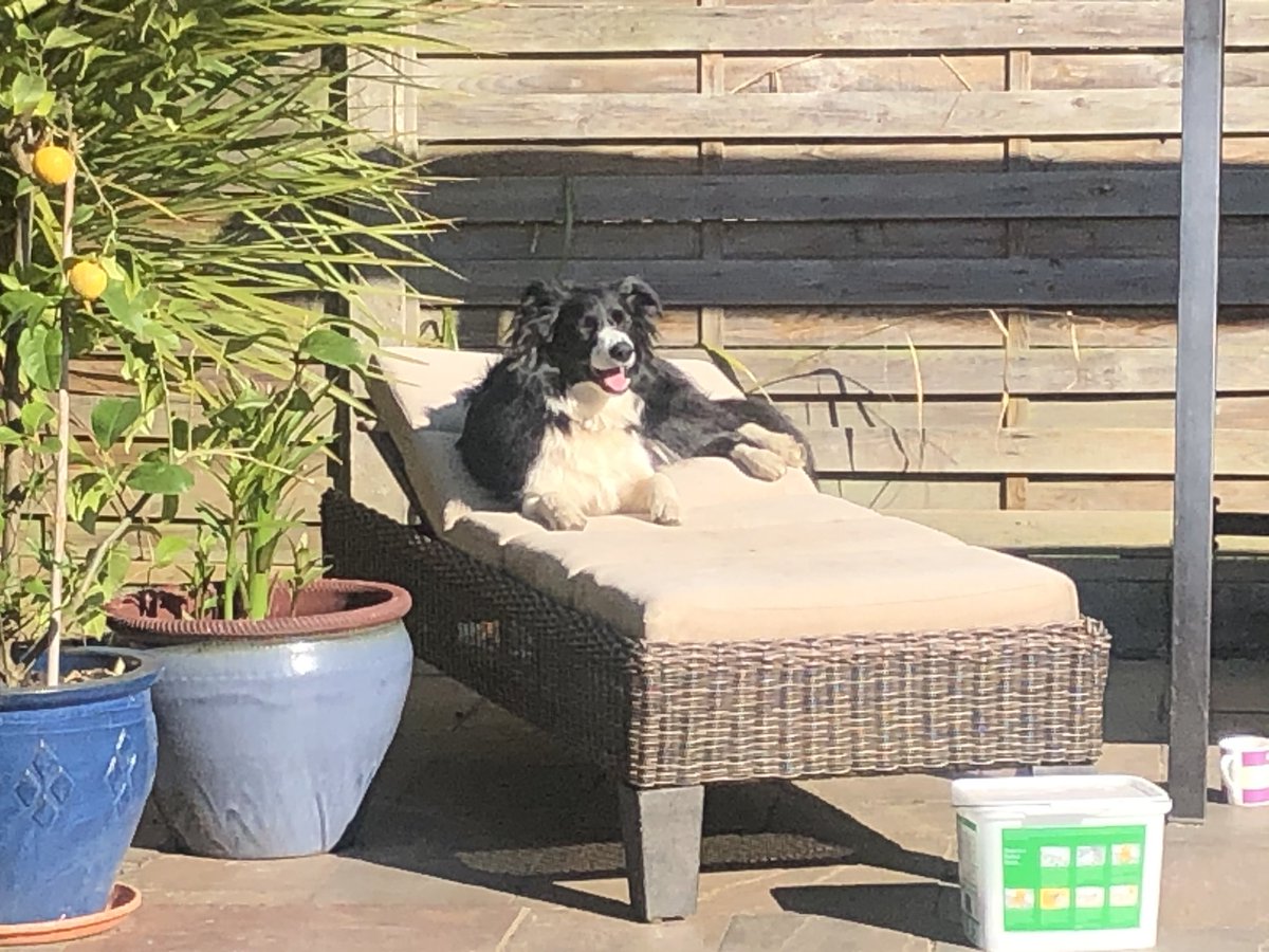 Another coronavirus day for the dogs. Walkies, swum breakfast and sunbathe. While family at home all day. Perfect!