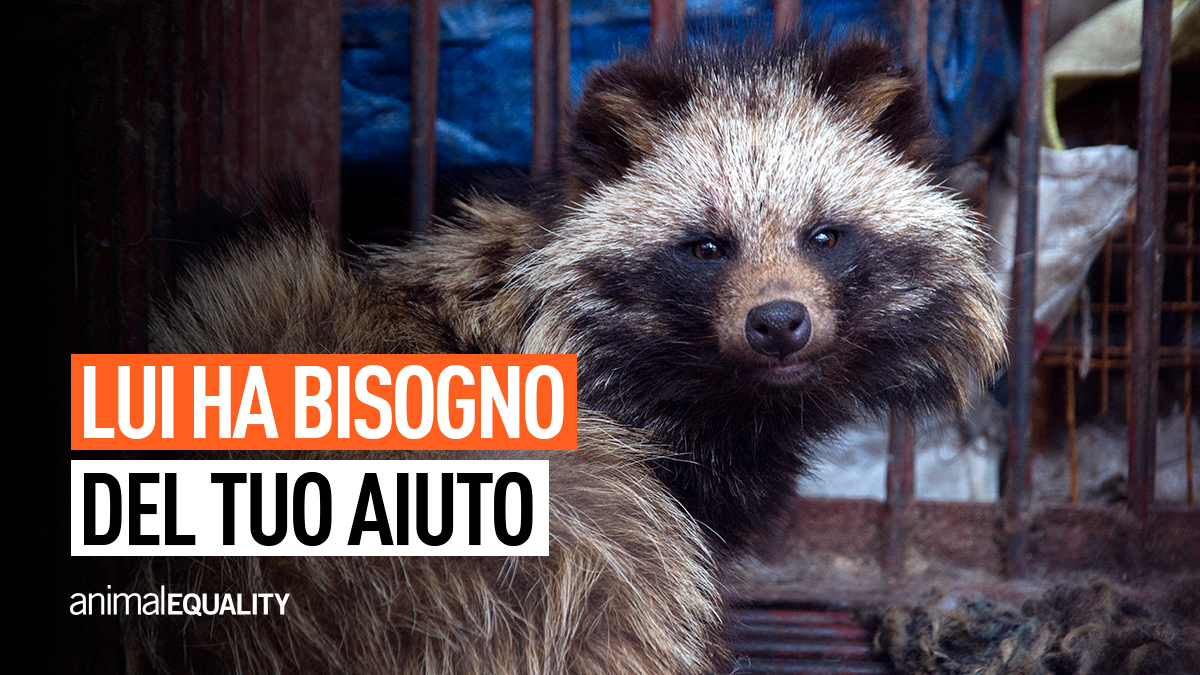Tutti possiamo fare la nostra parte per aiutare gli animali che soffrono nei wet market. Firmiamo la petizione bit.ly/wet_markets_it e continuiamo a twittare #letsbanwetmarkets per chiedere all’<a href="/UN/">United Nations</a> di raccomandarne la chiusura!