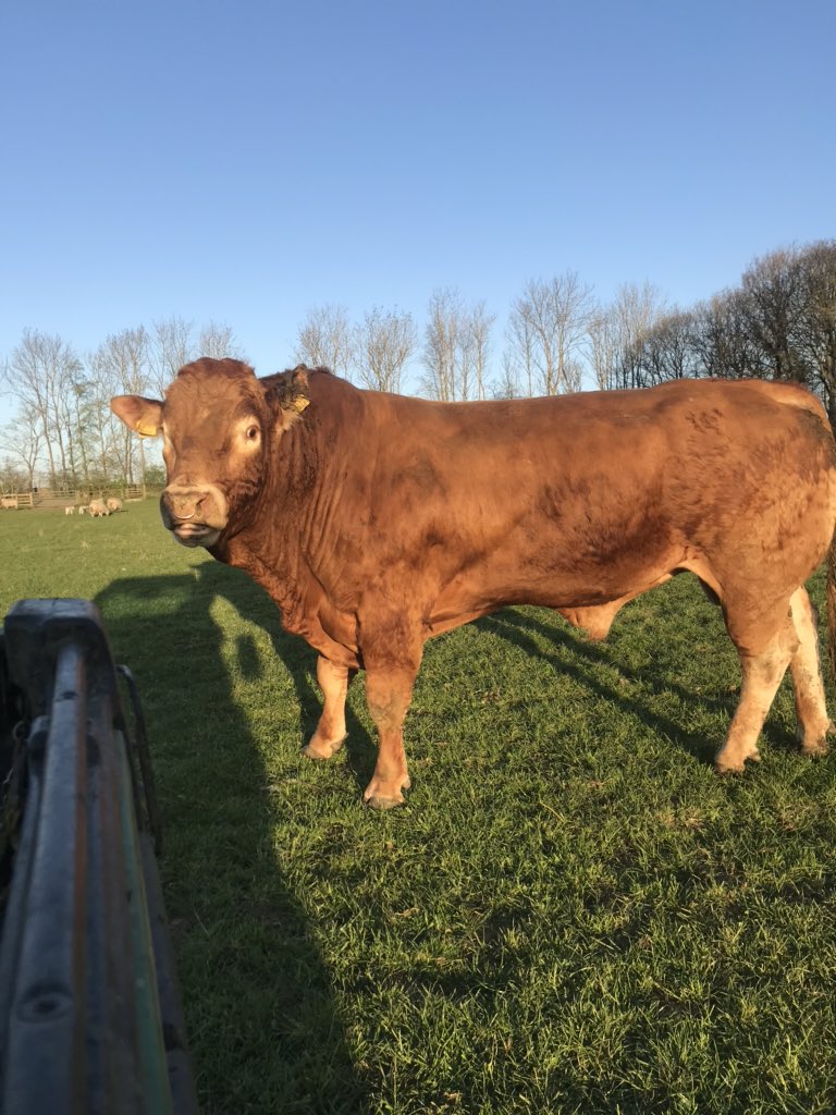 FarmKirkley's tweet photo. Jager,our limousin bull,enjoying the sun this morning🐮 #limousin https://t.co/6ehchHX0YM