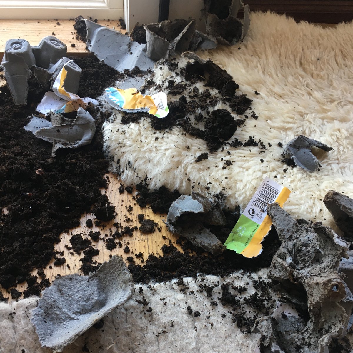 JahrenLabLab's tweet image. Sometimes I get so jealous of the windowsill #hopegarden that I cannot deal. #shamespiral