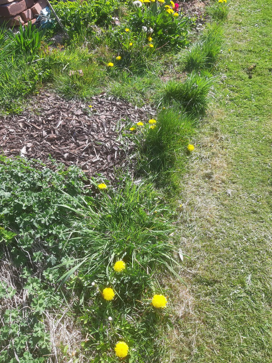 I still have dandelions on the edge of my garden and lots of my neighbours do too  #TenPositiveThings