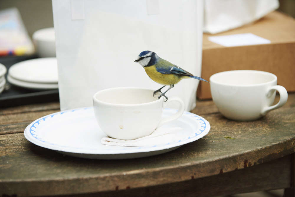 nationaltrust's tweet photo. Today is #NationalTeaDay. 

It's a perfect excuse to brew yourself a cuppa and enjoy the sound of song birds outside your window. https://t.co/f8TMsmflrv