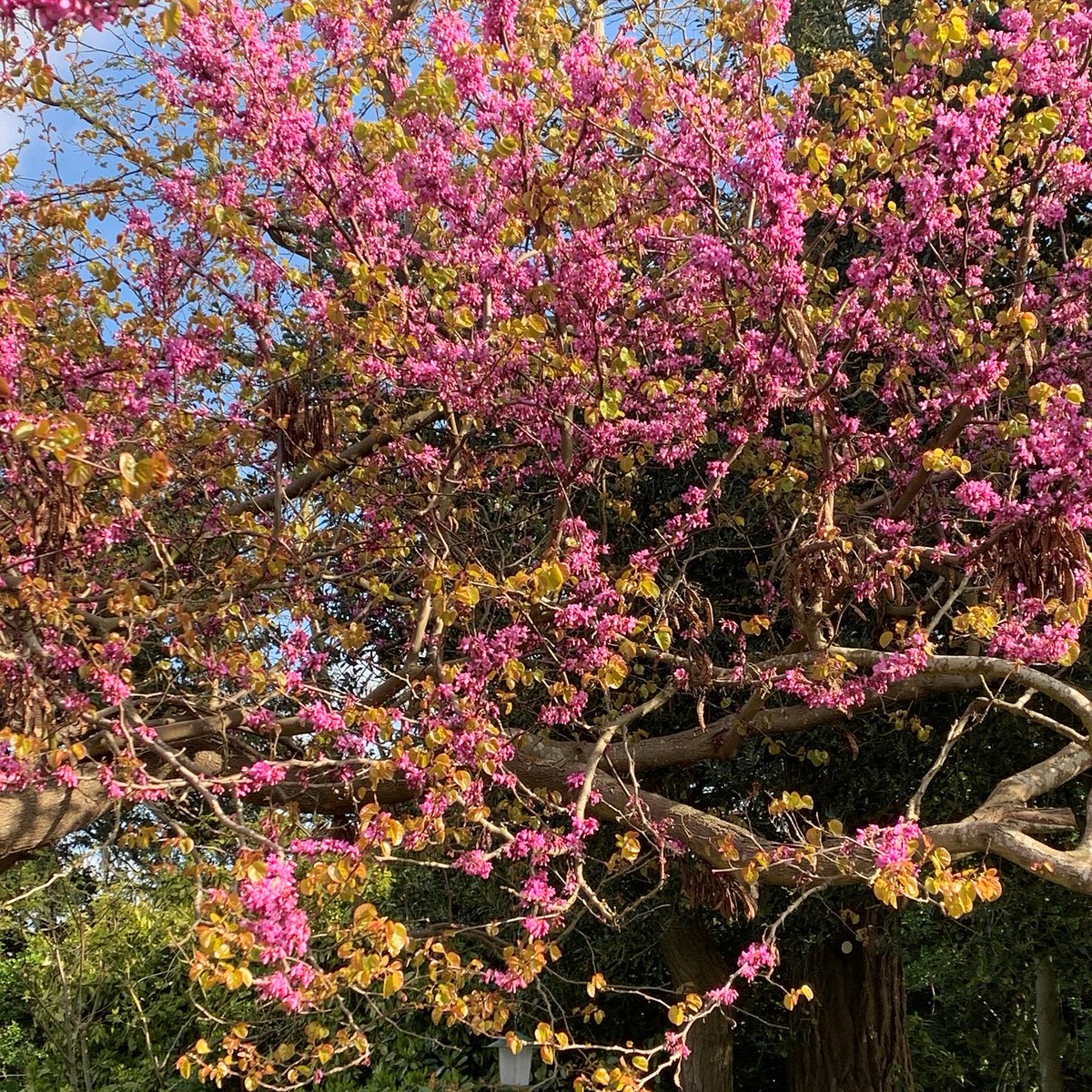 Hempstead House tweet media