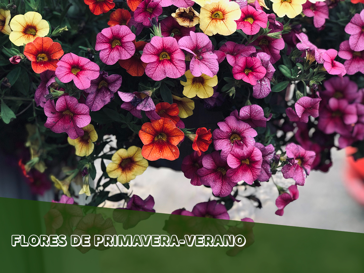 ¿Ya conoces las flores de primavera-verano? Perfectas para dar un toque de color a tu jardín. Son tan bellas como resistentes a los rigores del calor del verano. Te contamos cuales son👇🏻
bit.ly/2x0eF9a

#MaquinariadeJardineria #Jardín #Primavera #Flores #Artículo