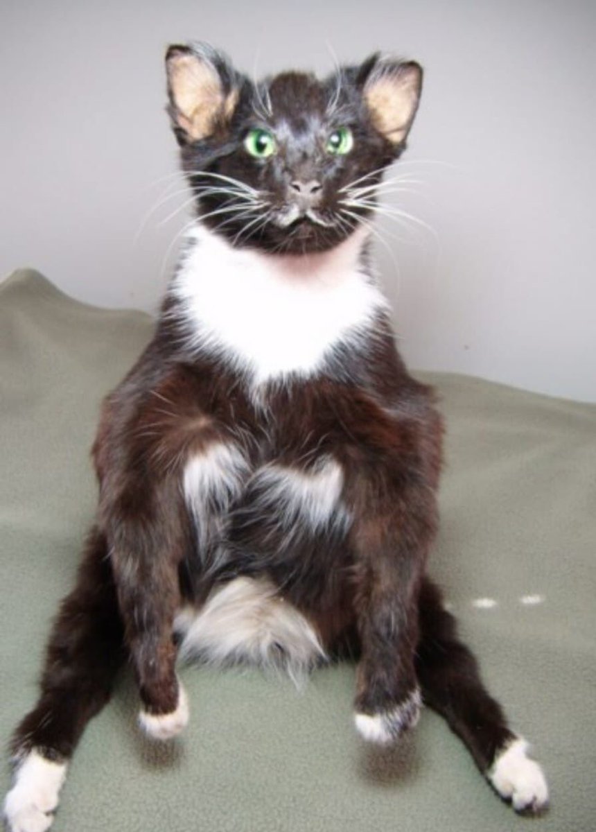 CrapTaxidermy's tweet photo. When somebody sends you a song and you have to wait 3 and a half minutes before telling them you enjoyed it... https://t.co/djYeB1pIbt
