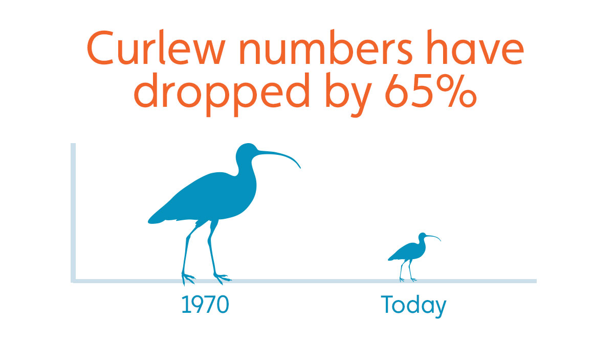 Reasons for the decline of curlew include:  Predators targeting the young Changes in farming destroying nests Climate change causing changes in habitat #WorldCurlewDay ... 