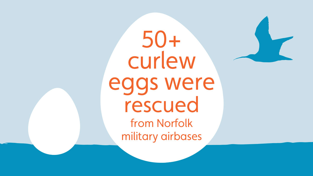 Rescued eggs were brought back to  @WWTSlimbridge for headstarting last year. Some were released into the wild to increase the number of breeding adults - giving the species a chance to recover, we hope.Read more about our work >  https://www.wwt.org.uk/our-work/projects/eurasian-curlew-recovery/ #WorldCurlewDay