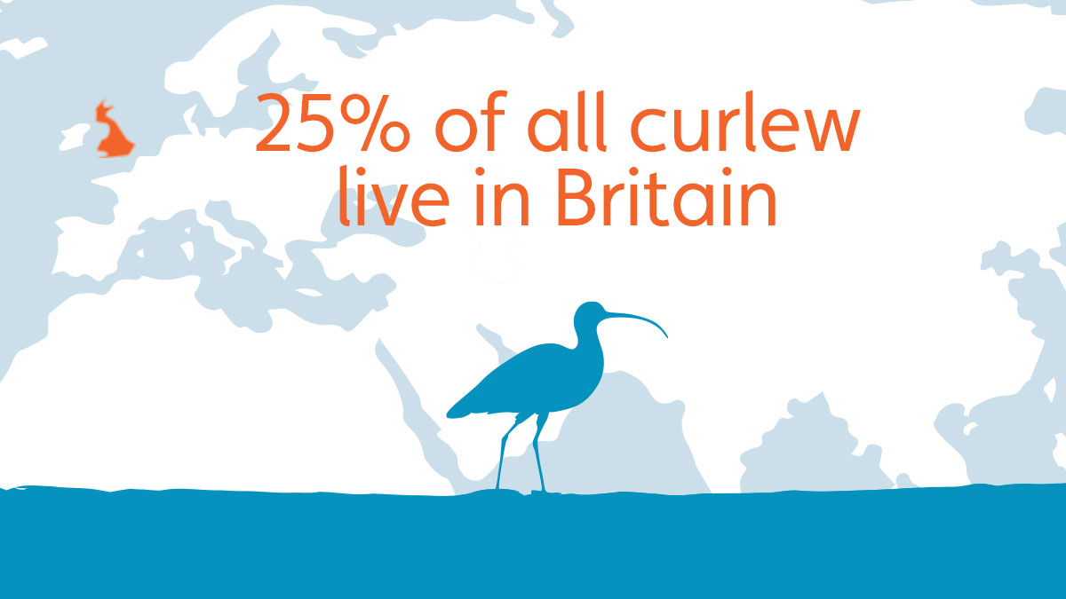 Britain holds a quarter of the world’s curlew population. But today we’re in real danger of losing the curlew from many of our landscapes. #WorldCurlewDay ... 