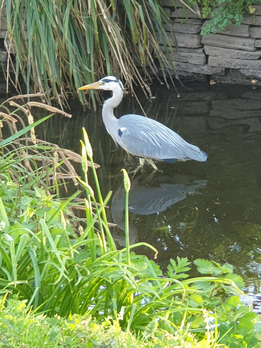 Young heron in Roath brook