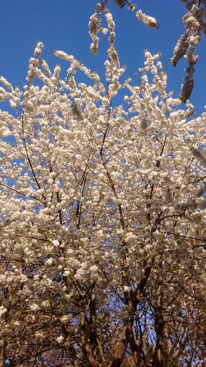 The grounds &amp; #woodland at kirkleatham look stunning in all seasons-- the #Blossom is especially vibrant! hopefully when all this is over lots of visitors will return to enjoy them for now #StayHome #StaySafe enjoy the picture instead.