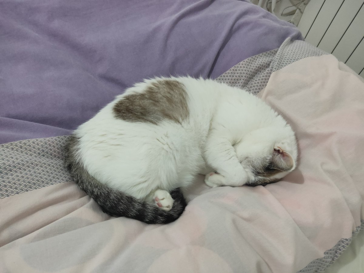 enr_gav's tweet photo. #COVIDใผ19 #gatti #Pulcina #riposini #giornata_uggiosa ... Senza mutandine rosa ... #cuore ๐ป๐ป๐ป https://t.co/sEgssKxCD4