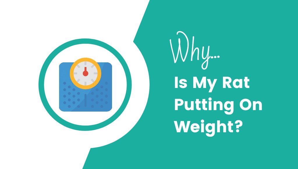 Pet Rat Diet Advice: Help, Why Is My Rat Putting On Weight?
🧀🍞🥞🐁🐀
#Rats #RatsOnTwitter #Rattybox rattybox.com/why-is-my-rat-…