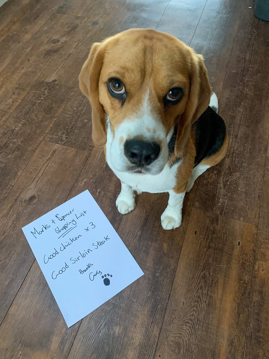 garythebeagle's tweet image. “Sorry I didn’t mean to eavesdrop, but I heard you saying to mam that you were going foraging at Marks &amp;amp; Spencer later. So I wrote you a list.” - I heard the humans talking about Marks &amp;amp; Spencer this morning. Paws 🐾 crossed I get everything on my list. #beagle #essentialitems