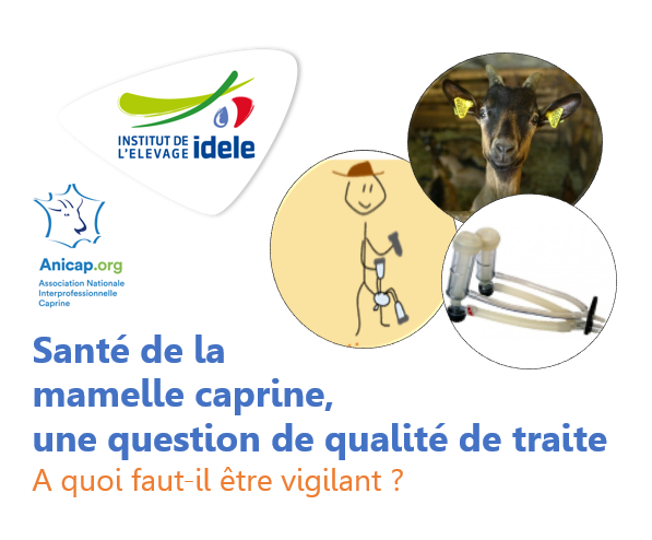 Qual_Lait_Idele's tweet photo. Aujourd'hui on parle #santé de la #mamelle #caprine 🐐 ➡️ une question de qualité de #traite
Animal, machine, trayeur : le trayon est à l’interface !
@Qual_Lait_Idele a préparé un MAGNIFIQUE #Threadagri en 12 points⤵️
@Traite_Idele #CeuxQuiFontLeLait #CeuxQuiFontLeFromage https://t.co/WXMbobOq8a