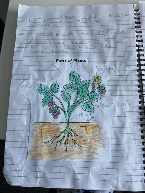 FoxfldHazel's tweet image. Samuel has been extremely busy with his amazing home learning activities. #pewithjoewicks #gardening #Science #computing @FoxfldHazel @foxfield