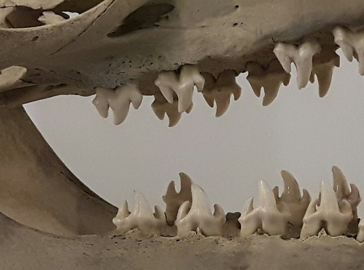 JackDAshby's tweet photo. Today's π#CloseUpQuizπ is a very distinctive set of teeth. π¬
Whose jaws are these?
The answer will be posted at 4pm BST.
#MuseumFromHome #NHlockdown #ToothyTuesday https://t.co/IRP0bCsLAn