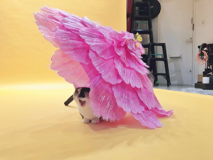 コスプレイヤーえむのTwitter画像48