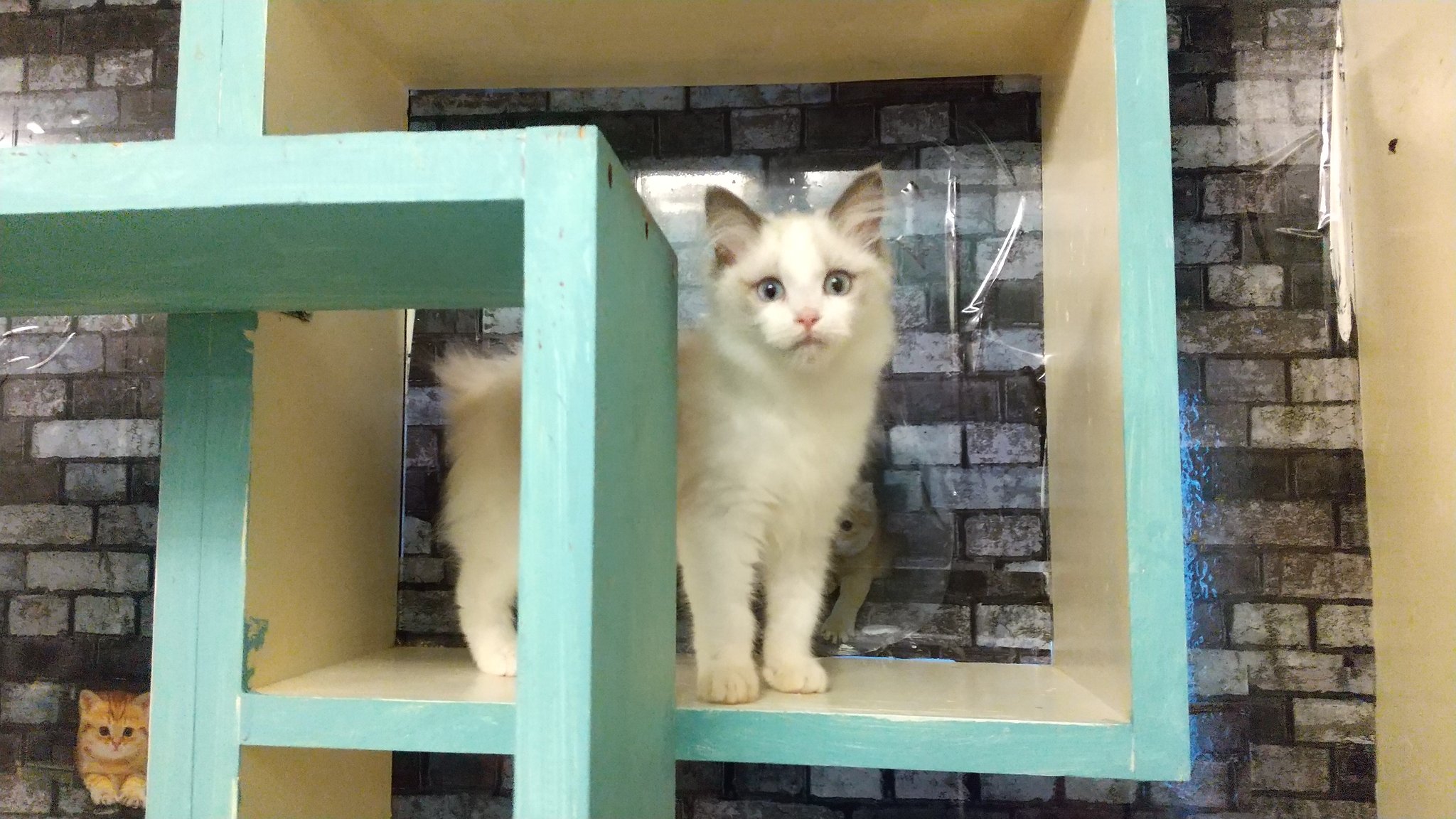 ট ইট র 柏の猫カフェ猫の手 本日は もうすぐ閉店にゃー 明日は 13時 19時まで 営業中にゃー 私は ラグドールのパンちゃんニャ T Co Gim6q7emdf ラグドール子猫販売 ラグドール子猫販売柏の猫の手 ট ইট র 柏の猫カフェ猫の手 本日は もうすぐ閉店にゃー 明日は 13時 19時まで 営業中にゃー 私は ラグドールのパンちゃんニャ T Co Gim6q7emdf ラグドール子猫販売 ラグドール子猫販売柏の猫の手